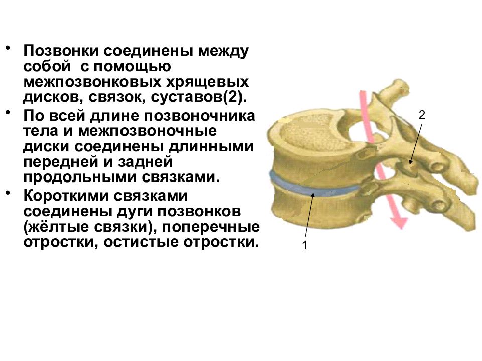 Длина позвонка