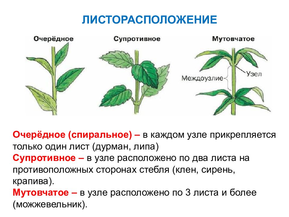 Биология 6 класс рисунок листорасположение