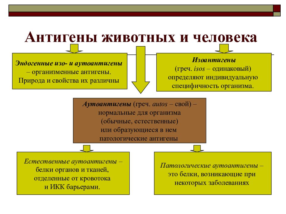 Антигены организма. Антигены организма человека. Антигены организма человека и животных. Основные группы антигенов организма человека. Антигены организма человека и животных таблица.