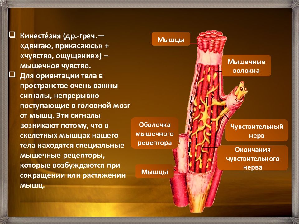 Презентация двигательный анализатор