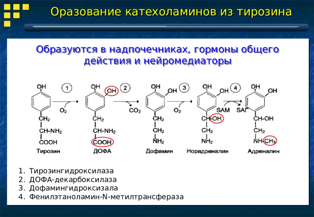 Схема синтеза и биологическая роль биогенных аминов