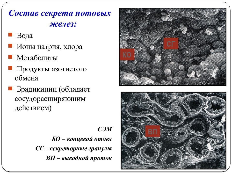 Секрет железы. Состав секрета потовых желез. Химический состав секрета желез потовых. Состав секрета носовых желез. Гистофизиология желез кожи.
