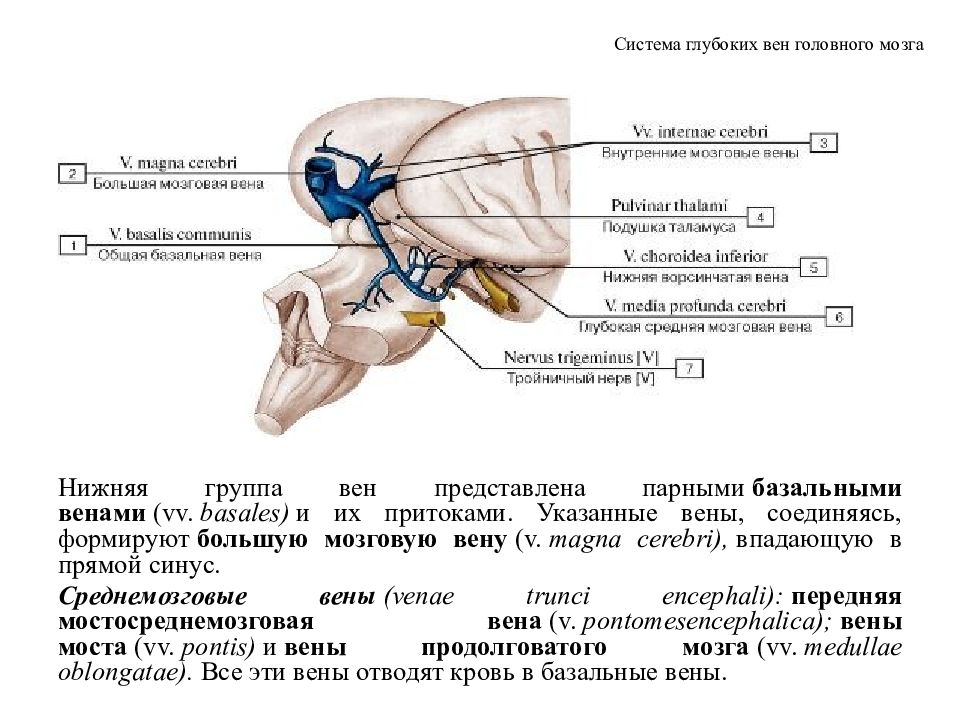 Верхние вены мозга. Вены мозжечка анатомия. Поверхностные и глубокие вены головного мозга. Поверхностная средняя мозговая Вена. Поверхностные мозговые вены анатомия.