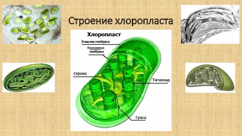 Органоид обеспечивающий фотосинтез. Строение хлоропласта фотосинтез. Строение хлоропласта растительной клетки. Строение хлоропласта 3д.