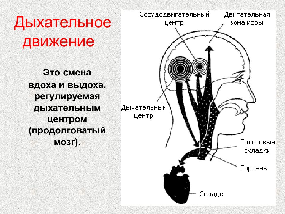 Органы участвующие в движении. Дыхательные движения. Механизм дыхательных движений регуляция дыхания. Истощение дыхательного центра. Регуляция вдоха и выдоха дыхательных движений.