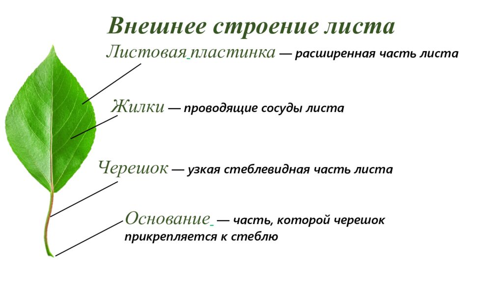 Особенности внешнего и внутреннего строения листа