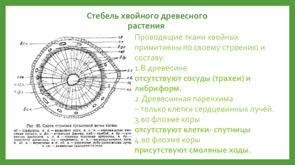 Стебель сосны. Строение стебля сосны. Стебель хвойного растения. Строение стебля хвойного растения. Анатомическое строение стебля хвойных растений.