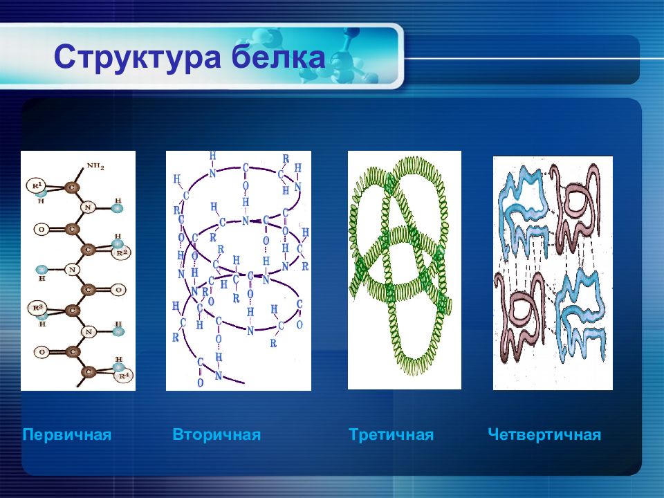 Вторичная третичная структура белков. Структура белков первичная вторичная третичная четвертичная. Структуры белка первичная вторичная третичная четвертичная. Первичная и вторичная структура белка. Первичная вторичная третичная структура белка.