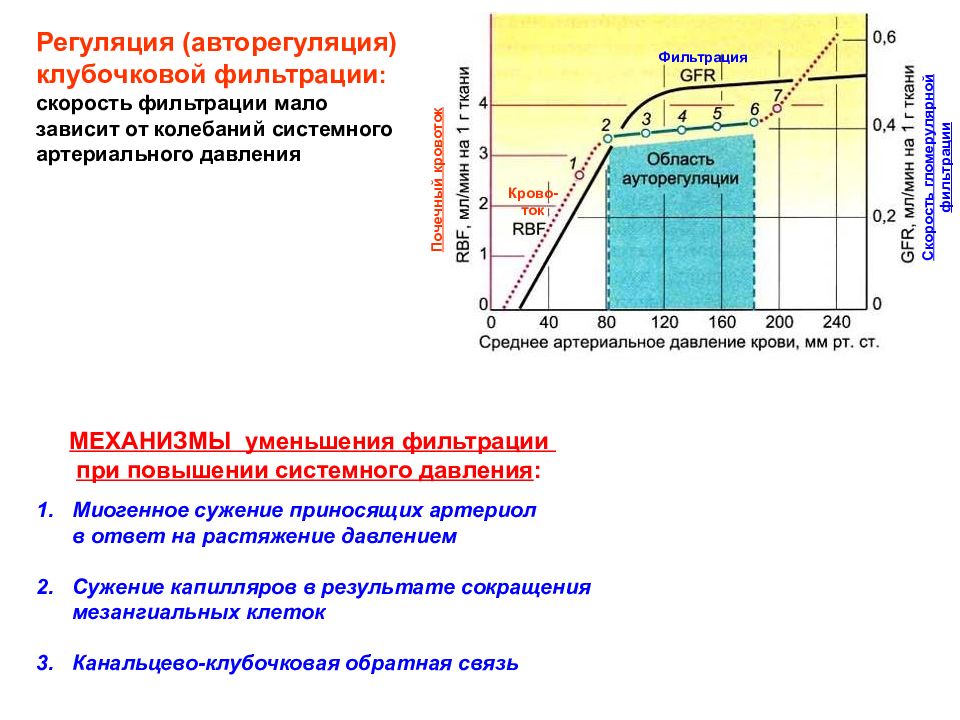 Скорость фильтрации. Уменьшение эффективности фильтрационного давления. Регуляция клубочковой фильтрации физиология. Механизмы регуляции фильтрации. Зависимость скорости фильтрования.