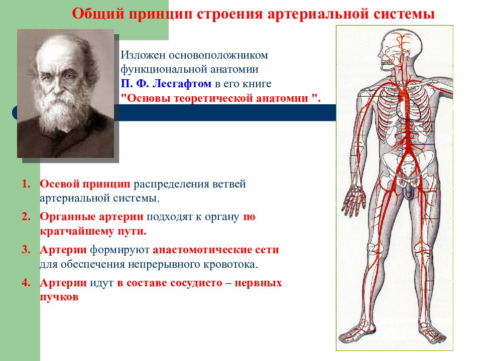 Особенность строения вены по сравнению с артерией. Артериальная система человека анатомия. Система артерий человека анатомия. Артериальная система анатомия кратко. Закономерности строения артериальной системы.