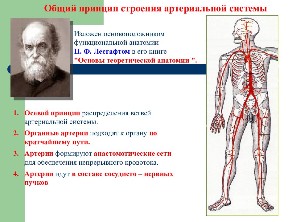 Особенность строения вены по сравнению с артерией