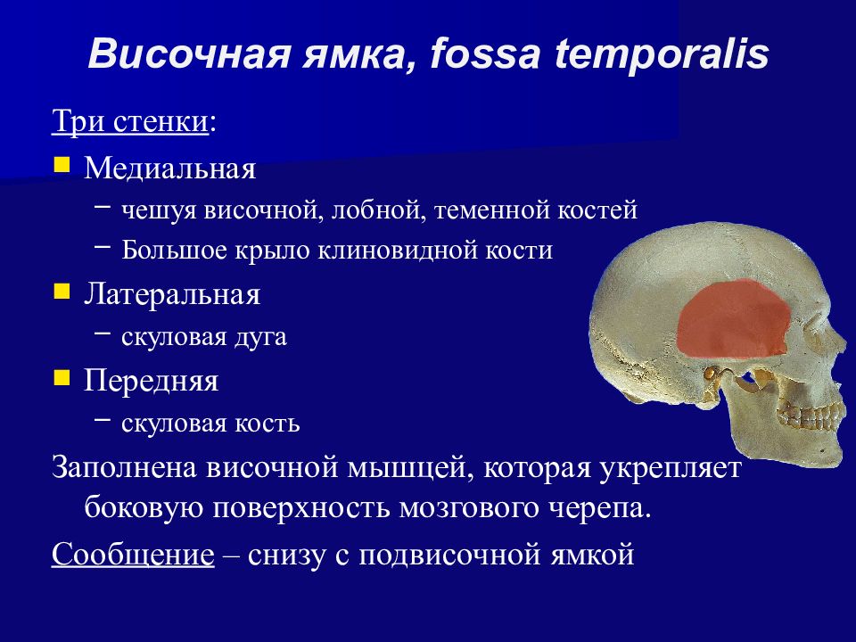 Височная впадина картинка