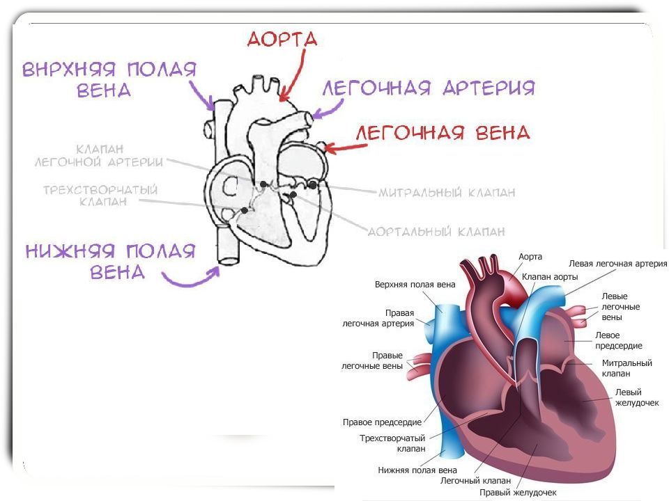 Деление легочной артерии схема