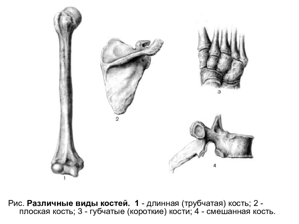 Удлиненная кость. Кости трубчатые губчатые плоские смешанные. Типы костей трубчатые губчатые плоские. Классификация костей трубчатые губчатые плоские и смешанные кости. Схема плоской кости схема губчатой кости.