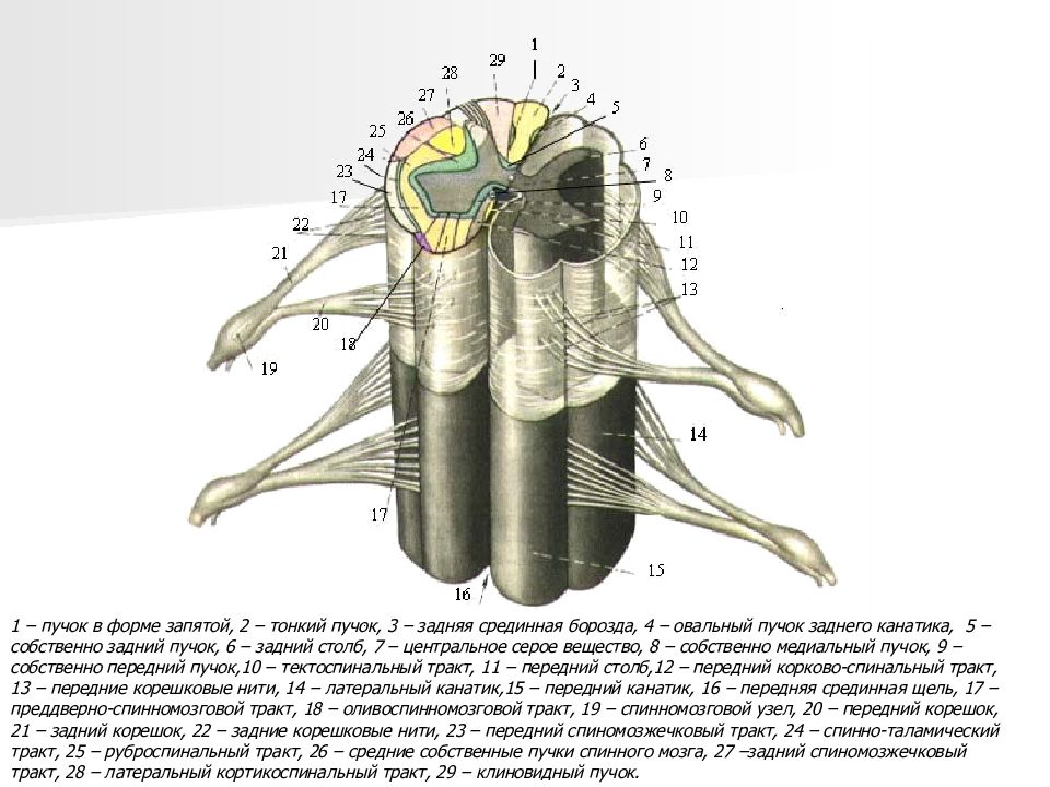 Сегмент спинного мозга рисунок с подписями