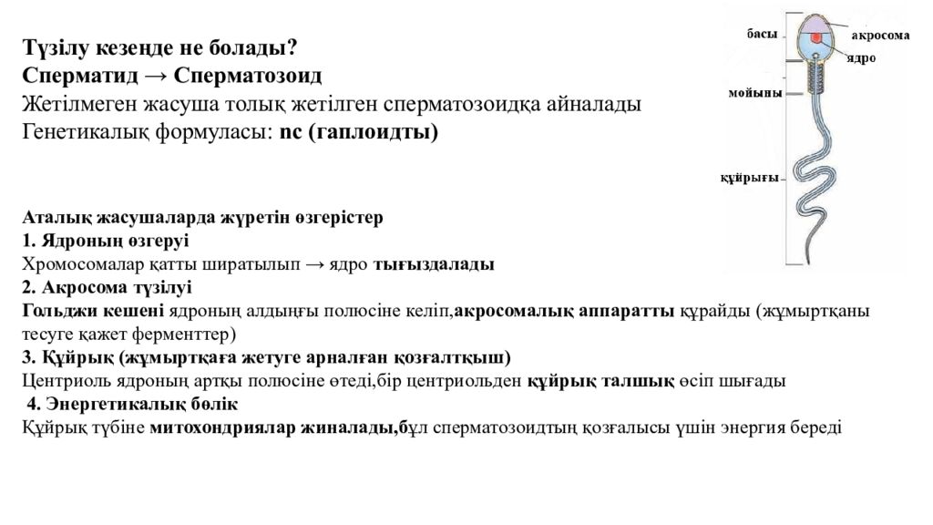 Гаметогенез. Адам гаметогенезінің сатылары. Сперматогенез бен оогенезді