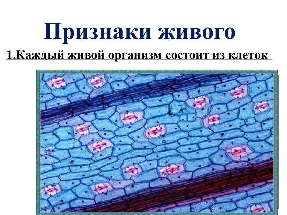 Из чего состоят живые организмы. Каждый живой организм состоит из клеток. Все живые организмы состоят из клеток. Признаки живой клетки.