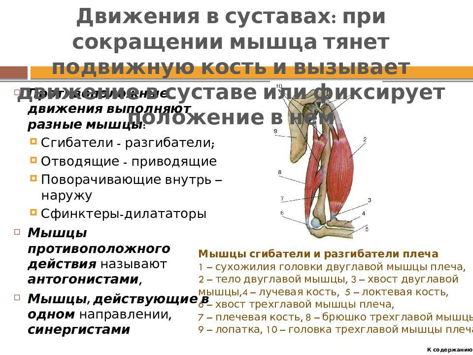 Мышечное чувство находится