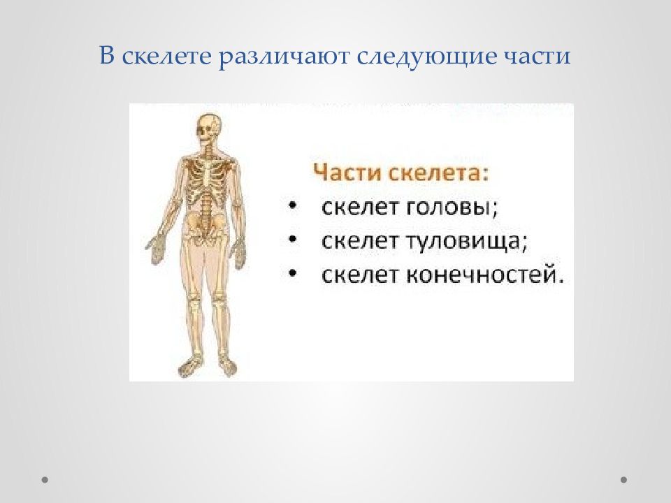 Скелет презентации проекта