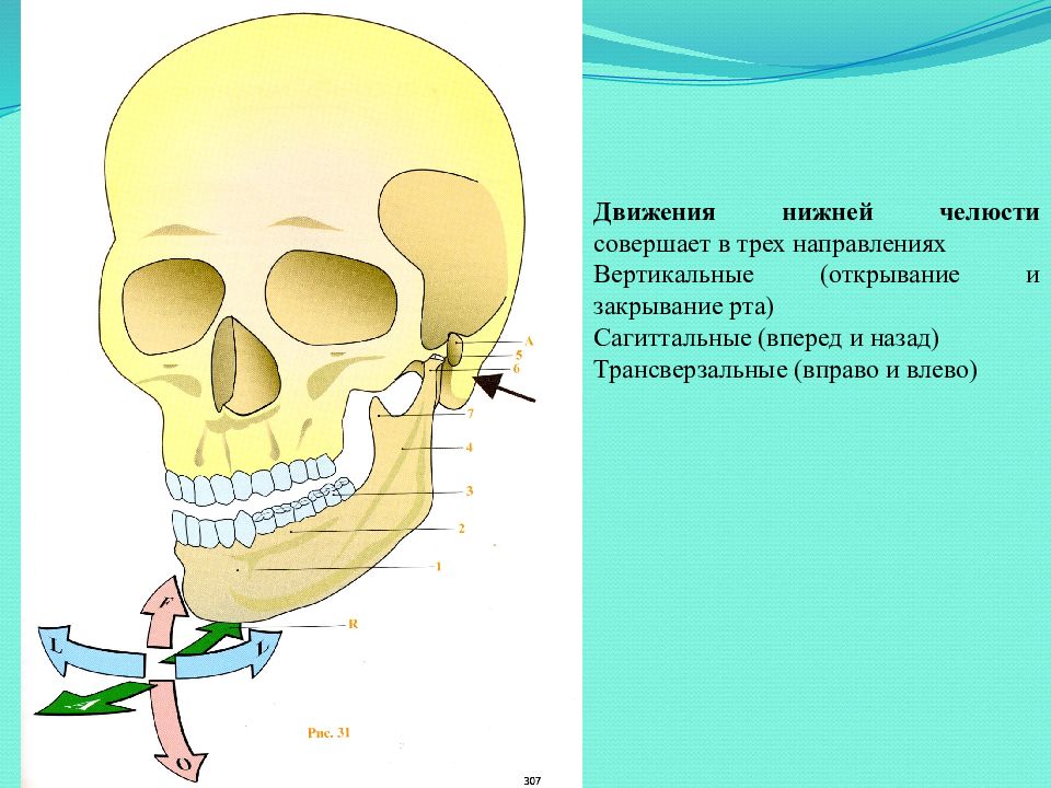 Движение нижней челюсти. Движение челюсть вправо и влево в височно нижнечелюстном суставе. Движение височно нижней челюсти сустав. Движение нижней челюсти в височно нижнечелюстном суставе. Сагиттальные движения нижней челюсти ВНЧС.