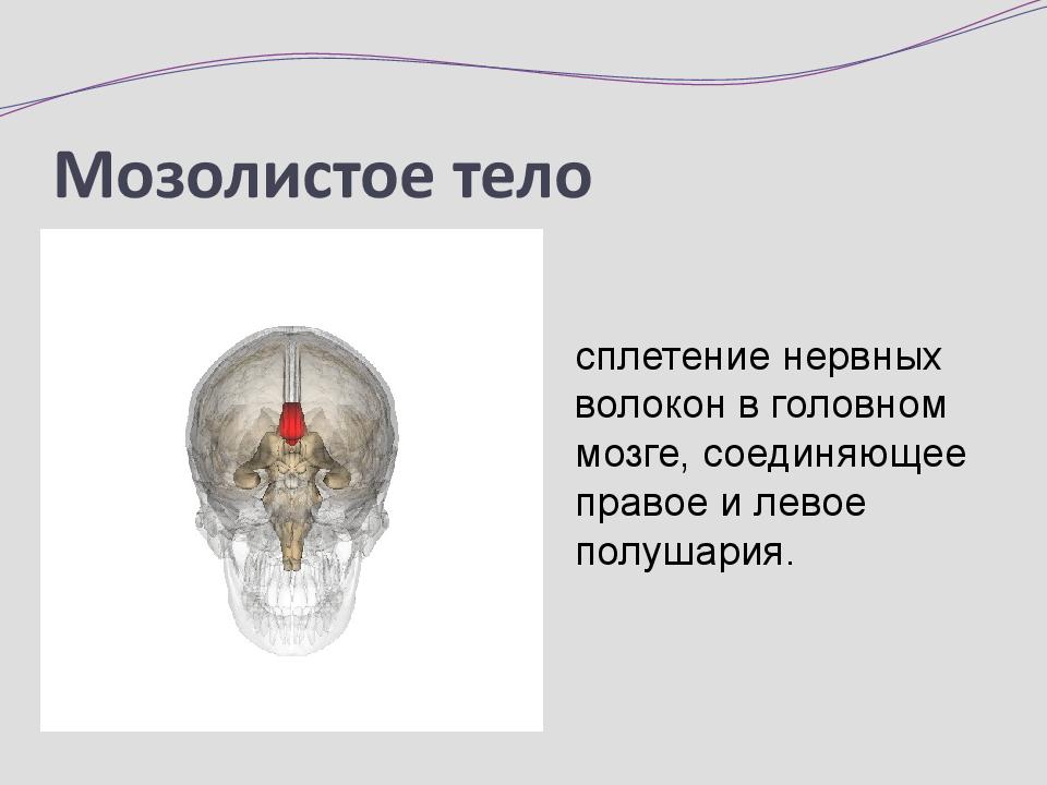 Мозолистое тело расположено