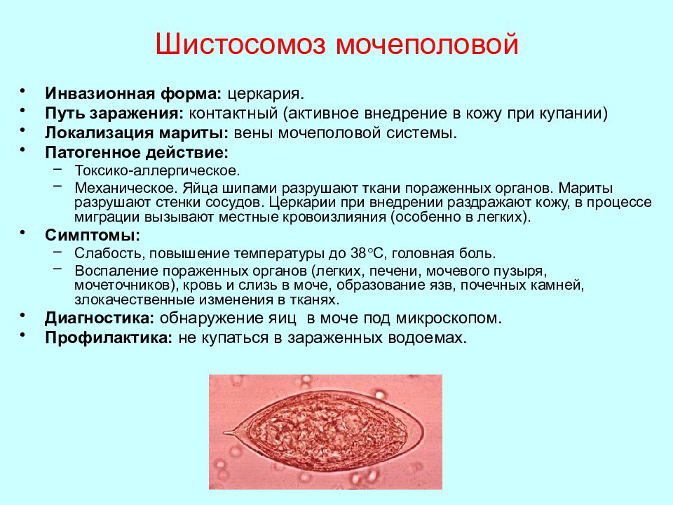 Кровяной цикл. Шистосомоз бильгарциоз. Мочеполовой шистосоматоз. Мочеполовой шистосомоз промежуточный хозяин.