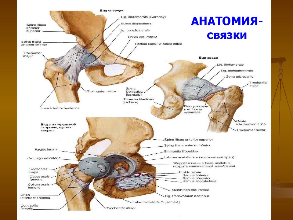 Связки примеры. Связка (анатомия). Связки анатомия человека таблица. Классификация связок анатомия.