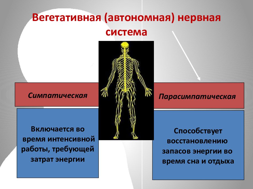 К какой системе относится нервная система. Автономная нервная система. Вегетативная нервная система. Вегетативная нервная система строение и функции. Автономная вегетативная нервная.