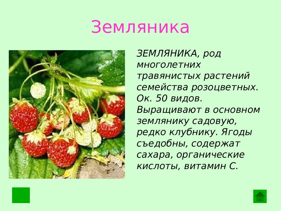 Проект про растения культурные