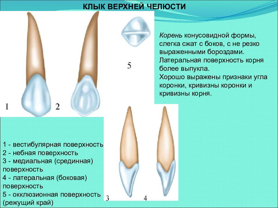 Презентация на тему анатомия зубов