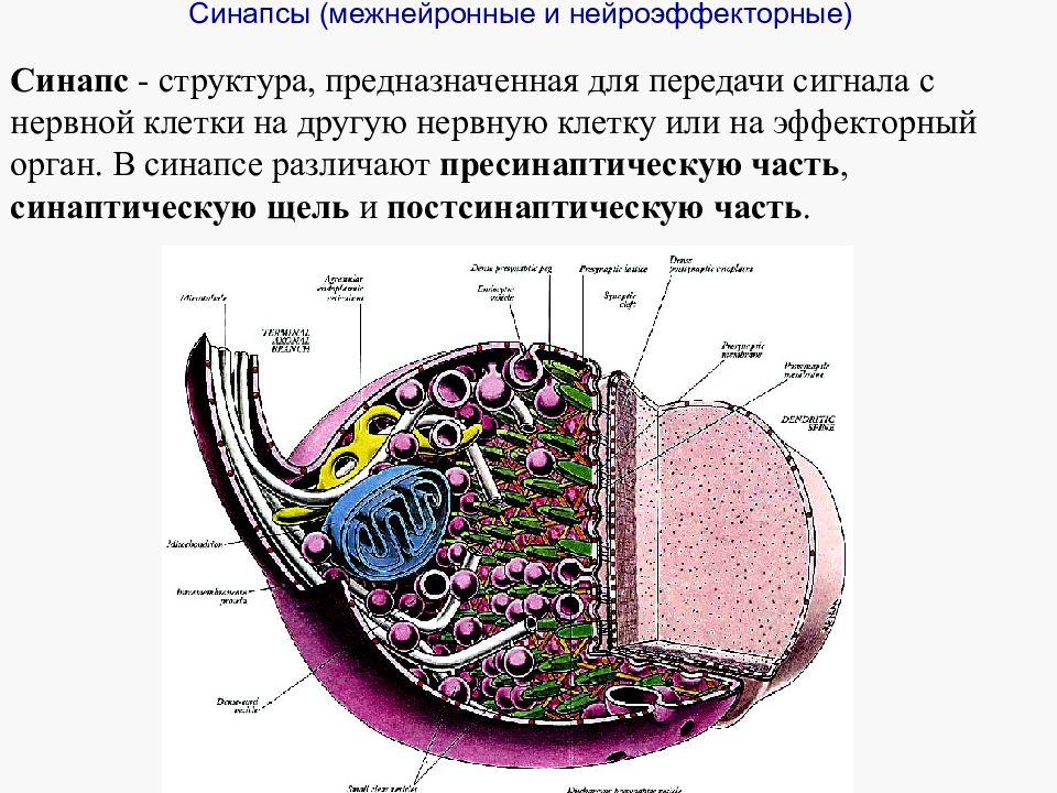 Классификация межнейронных синапсов