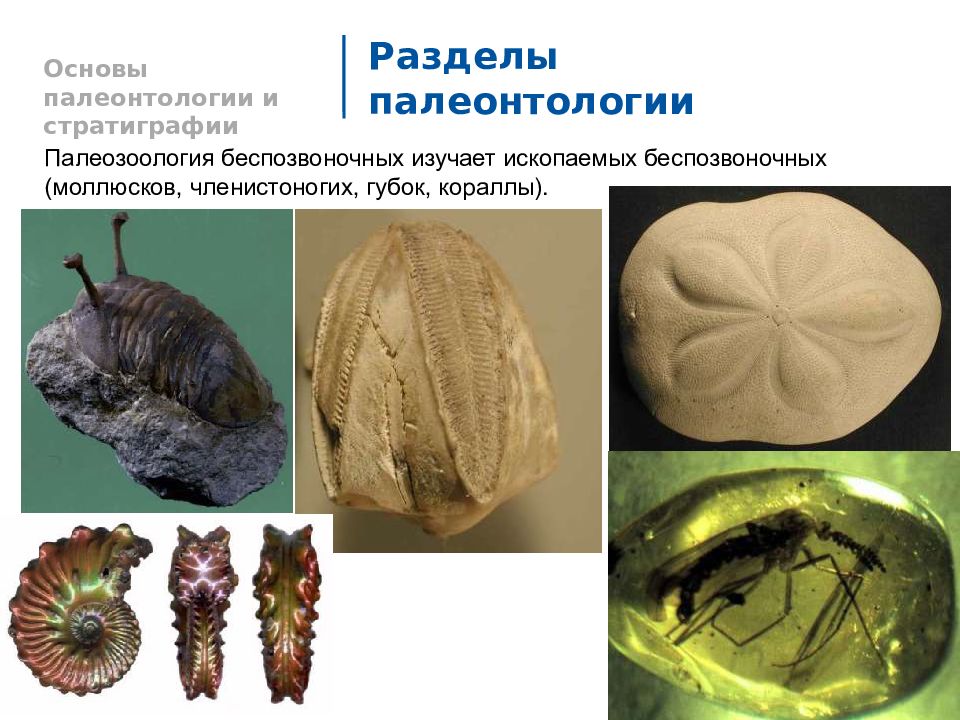 Членистоногие моллюски. Палеонтология беспозвоночных. Членистоногий моллюск. Ископаемые беспозвоночные. Палеонтология подразделы.