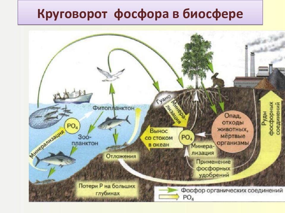 Картинка круговорот веществ в биосфере