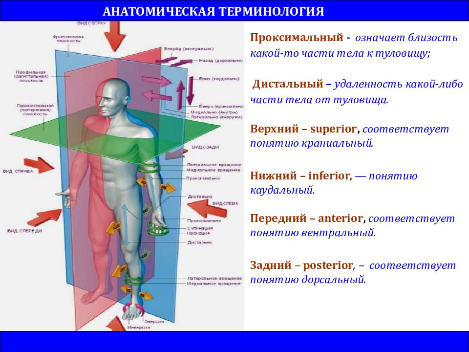 Новая Германская Медицина: сокрытая правда? Здравие тела Дзен