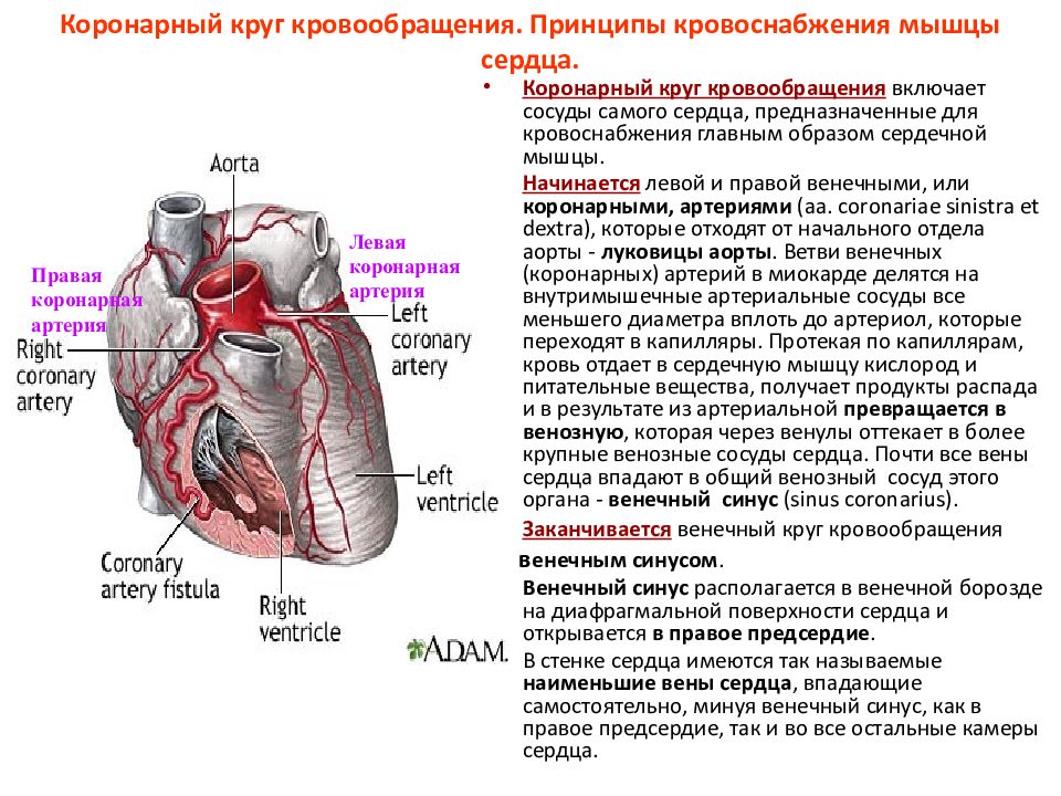 Наиболее толстую мышечную стенку имеет правое предсердие левое предсердие