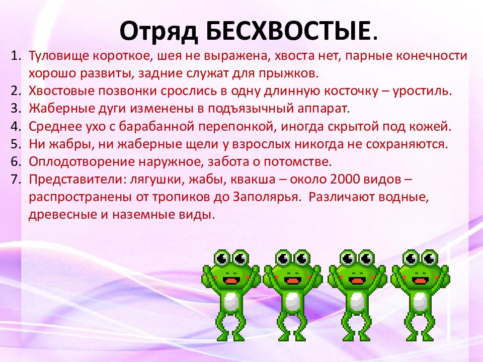 Отряд БЕСХВОСТЫЕ.