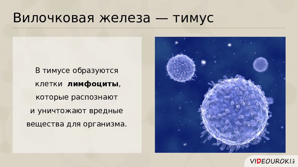 Диапазон это совокупность клеток образующих. Клетки образующие в тимусе. Какие клетки образуются в тимусе. Вилочковая железа образует т лимфоциты. Все клетки образуются.