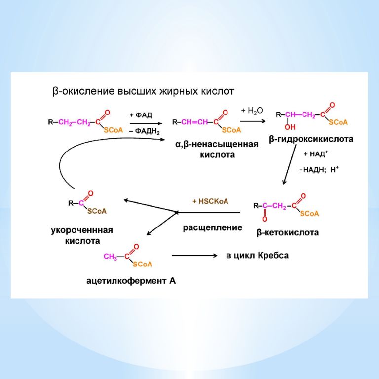 Нарушение окисления жирных кислот. Высшие жирные кислоты структурные компоненты омыляемых липидов. Перекисное окисление липидов схема. Перекисное окисление. Окисление омыляемых липидов.