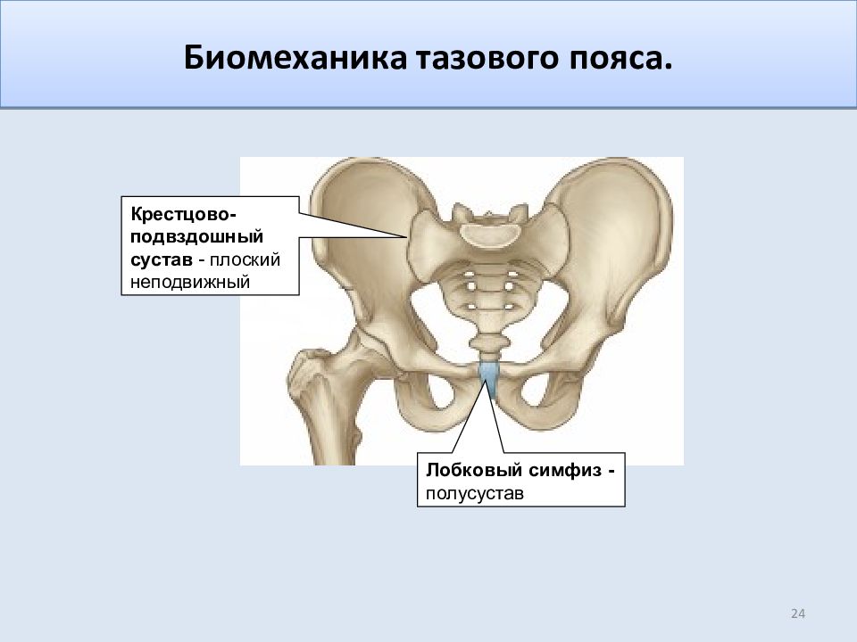 Нижний край симфиза