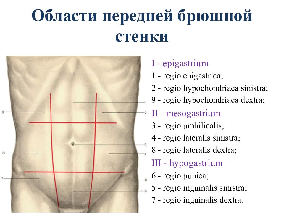 Топография брюшной стенки презентация