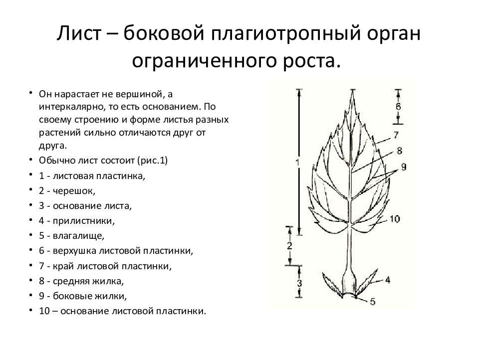 Лист с одной листовой пластинкой