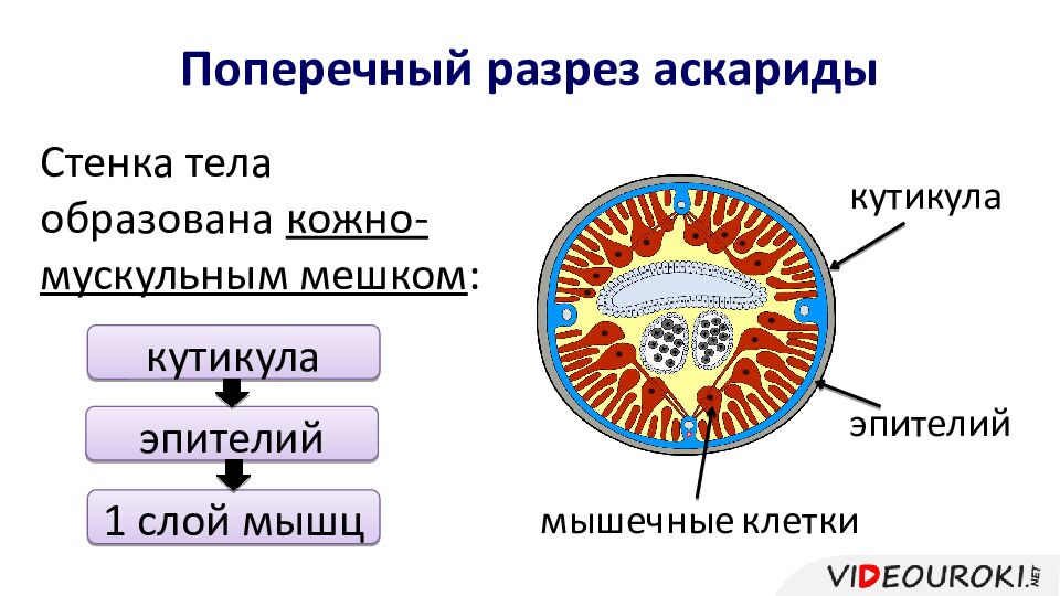 Поперечный разрез аскариды