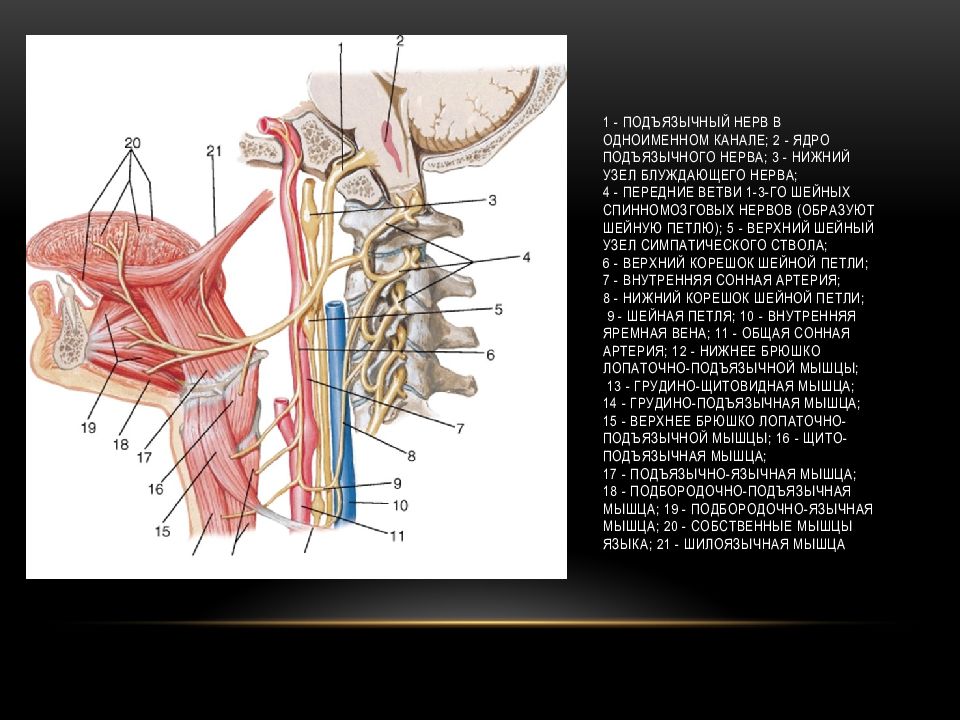 Нижний узел. Блуждающий нерв анатомия Неттер. Подъязычный нерв анатомия атлас. Подъязычный нерв Неттер. Черепные нервы блуждающий нерв.