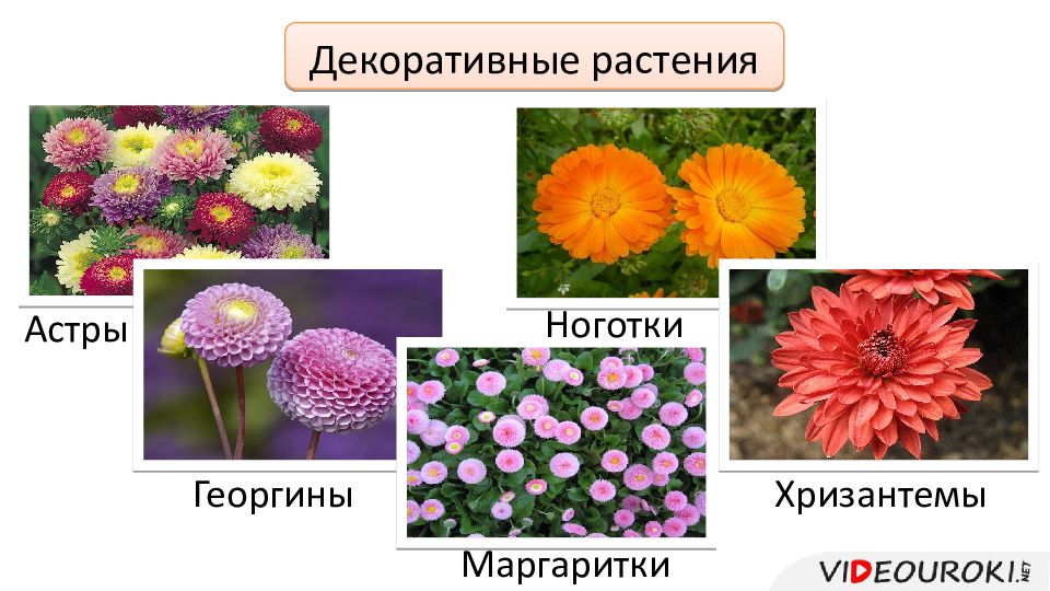 Семейство астровые презентация