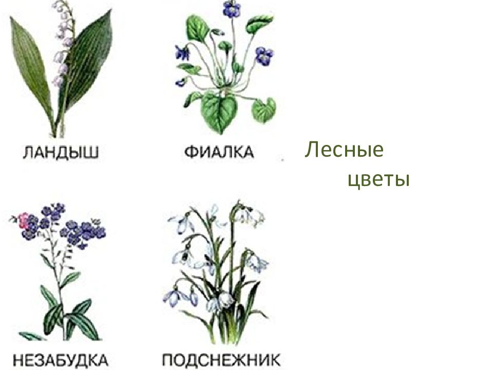 Презентация лесные цветы для дошкольников презентация