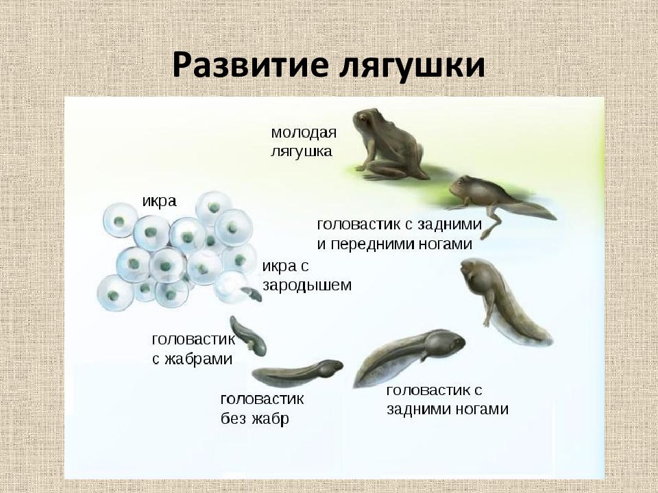 Схема развития лягушки 7 класс