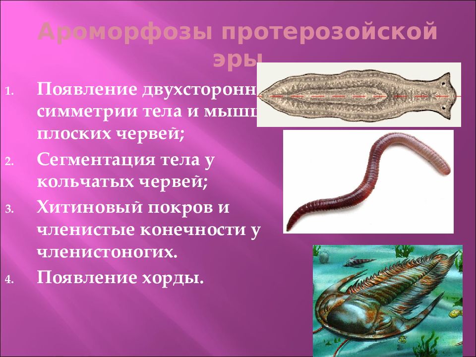 От каких животных произошли кольчатые черви моллюски. Черви в эру протерозоя. Плоские черви протерозоя. Кольчатые черви протерозойской эры. Плоские черви протерозойской эры.