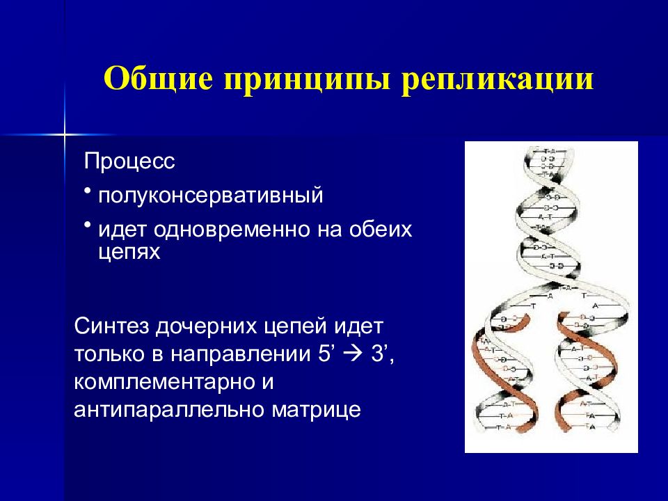 Принцип характерен для. Основные принципы репликации. Основные принципы репликации ДНК. Процесс репликации полуконсервативный. Репликация Синтез дочерних цепей.