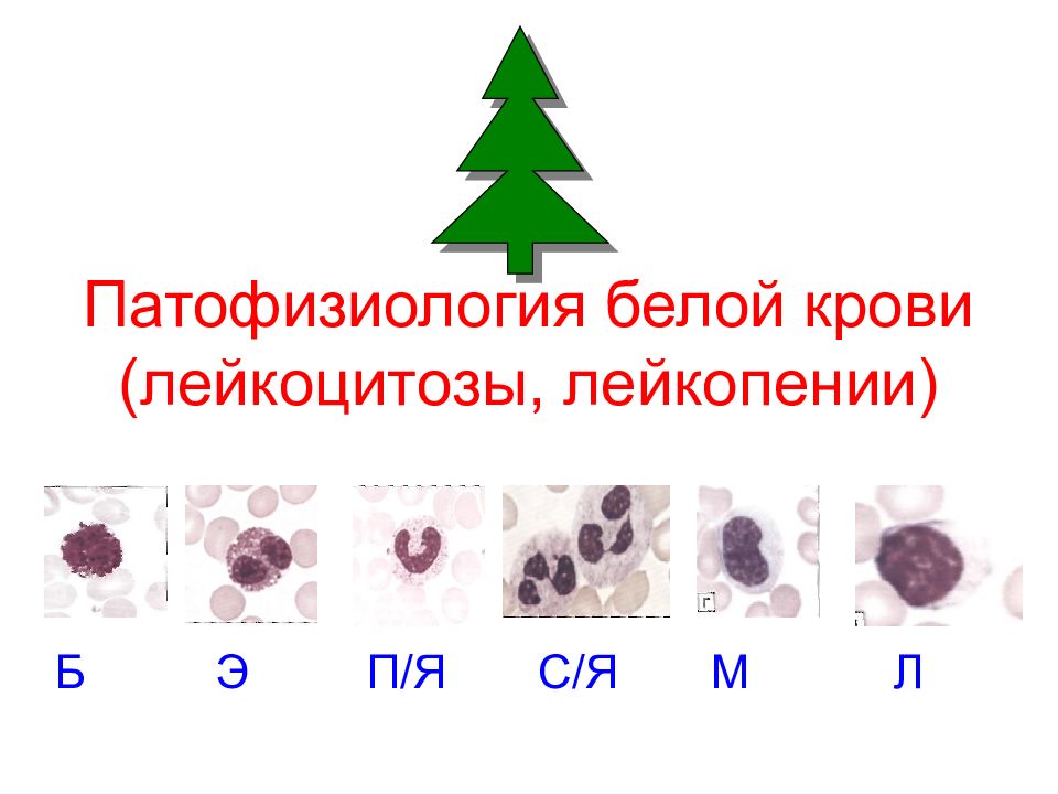 Патофизиология белой крови (лейкоцитозы, лейкопении)
