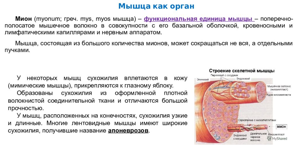 Мышца как орган классификация мышц. Структурно-функциональная единица мышцы. Мион и двигательная единица мышцы анатомия. Мион структурно функциональная единица мышцы. Волокно скелетной мышечной ткани Мион.